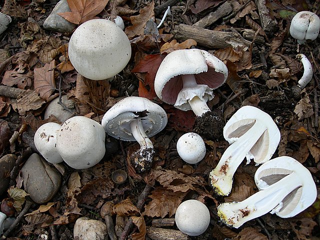 Volvariella  terrea  sp.nov.